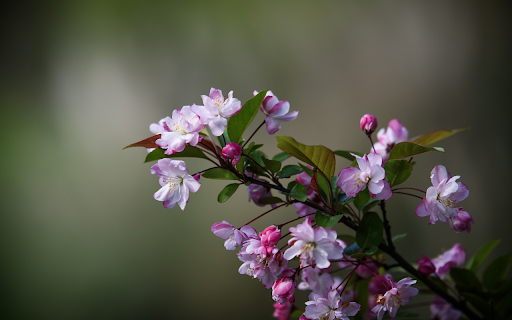 Beautiful purple and pink flower branches screenshot 1