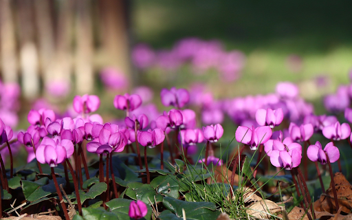Beautiful Purple Flowers screenshot 1