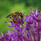 Beautiful purple flowers and bees logo