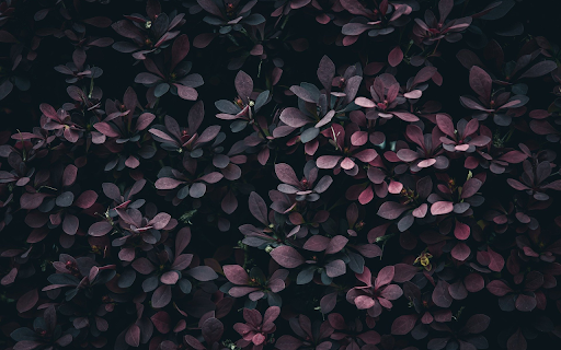Beautiful purple leaf bush screenshot 1