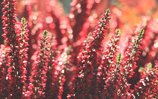 Beautiful red flower garden screenshot 1