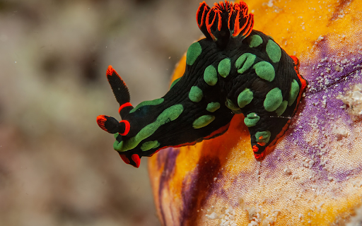 Beautiful sea snails screenshot 1