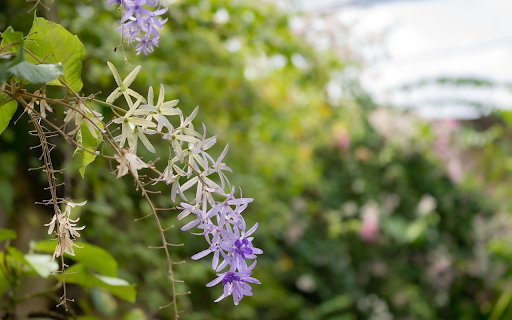 Beautiful small bunch of purple flowers screenshot 1