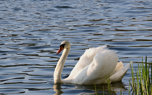 Beautiful Swan screenshot 1