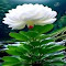 beautiful white flower wallpaper logo
