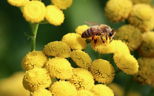 Bee and Flower Theme screenshot 1