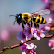 Bee and peach blossom wallpaper logo