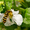 Bee and white flower logo