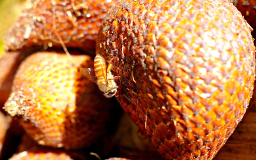 Bee on rattan screenshot 1