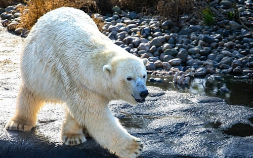 BEER THEME screenshot 1