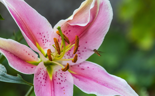 bees and flowers screenshot 1