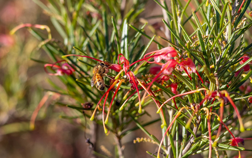 Bees for Honey screenshot 1