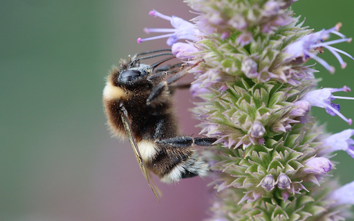 Bees take pollen screenshot 1
