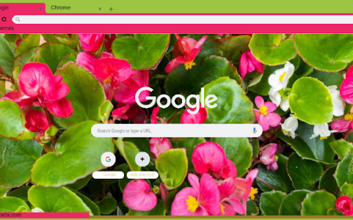 Begonia screenshot 1