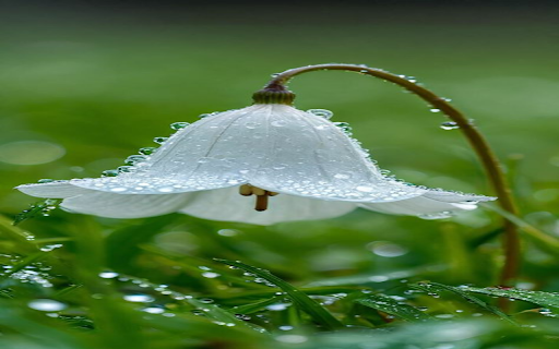 Bell flower wallpaper screenshot 1