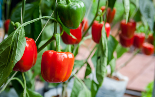 Bell pepper Tree screenshot 1