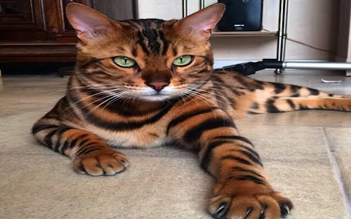 Bengal cat wallpaper screenshot 1
