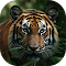 bengal tiger staring aggression eyes majestic beauty nature logo