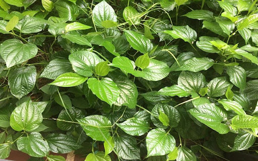 betel leaf wallpaper screenshot 1