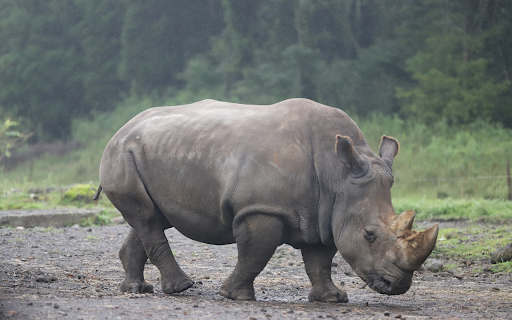 Big Beautiful Rhino screenshot 1