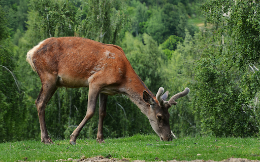 Big brown deer screenshot 1