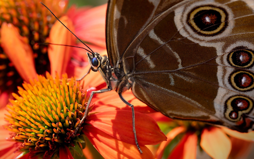 Big butterfly screenshot 1