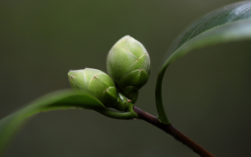 Big camellia buds screenshot 1