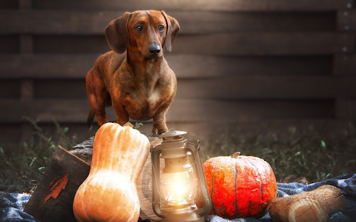 big-eared dog screenshot 1