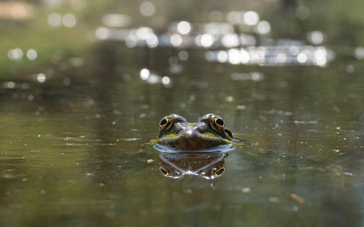 Big Eyed Frog screenshot 1