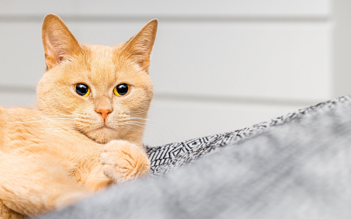 Big-Eyed Golden Cat screenshot 1