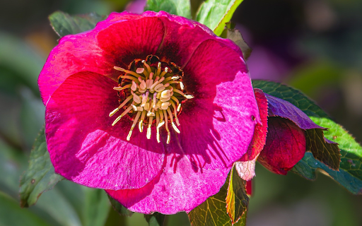 Big purple-pink petal flower screenshot 1