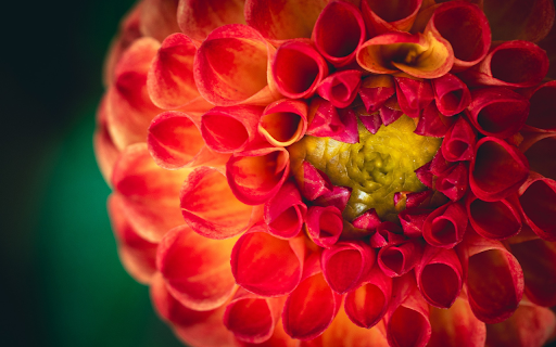 Big Round Dahlia screenshot 1