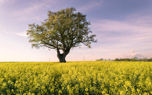 Big Tree in the Field screenshot 1