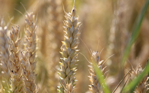 Big Wheat Ears screenshot 1