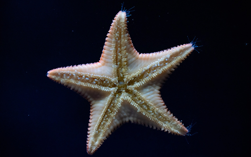 Big White Starfish screenshot 1