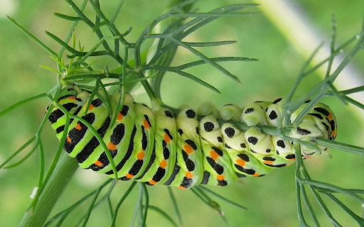 Big worm screenshot 1