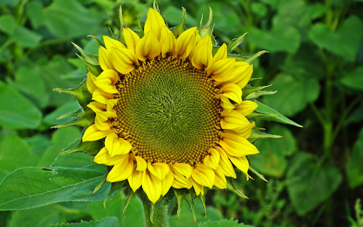 big yellow flower screenshot 1