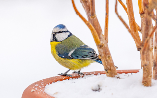 bird and potted plant screenshot 1