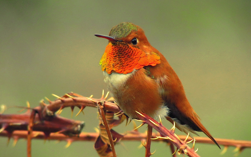 Bird and thorn tree branch screenshot 1