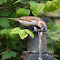 Bird drinking water wallpaper logo