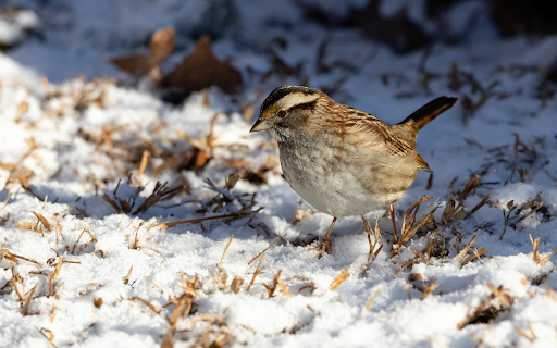 bird in the winter sky screenshot 1