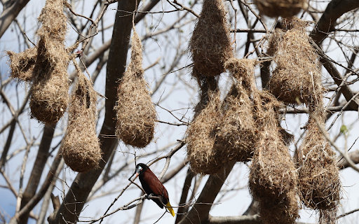 Bird Nests on Trees screenshot 1