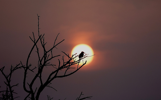 Bird on a high branch screenshot 1