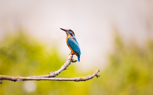 Bird on the tree screenshot 1