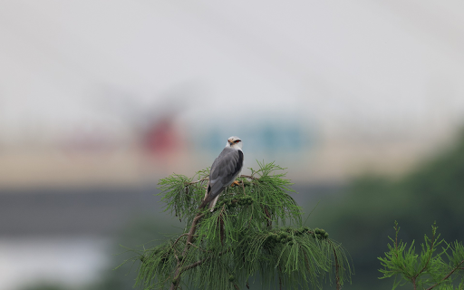 Bird on top of the tree screenshot 1