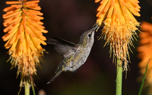 Bird sucks honey screenshot 1