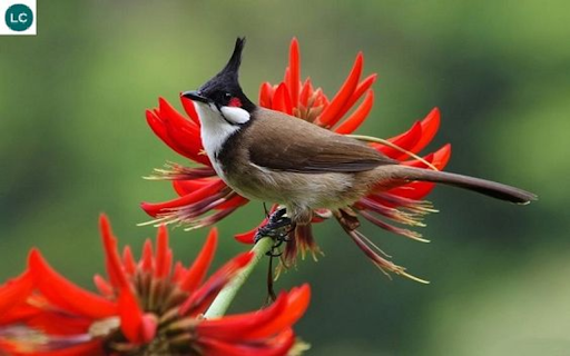 bird wallpaper screenshot 1