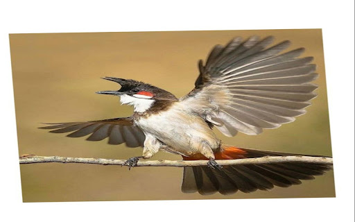 bird wallpaper screenshot 1