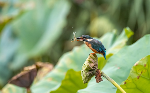 Birds catch fish screenshot 1