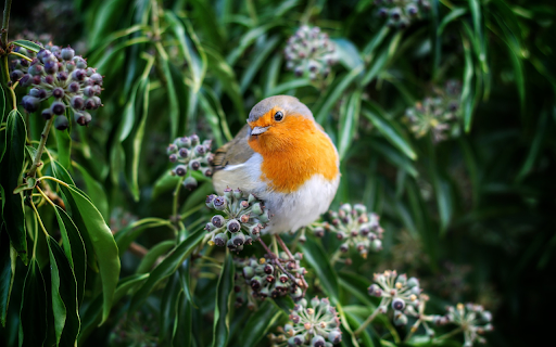 Birds eat fruit screenshot 1
